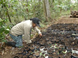 Tree Seedlings