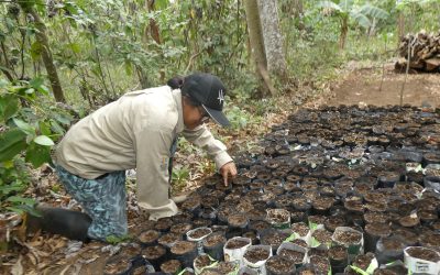 Tree Seedlings
