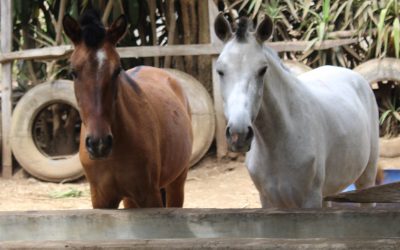 Horses-two-piscaho-crop